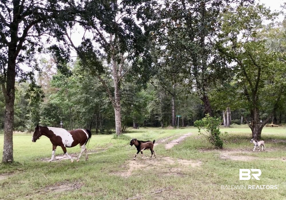 0 Country Road Axis, AL 36505 - Photo 6 of 42
