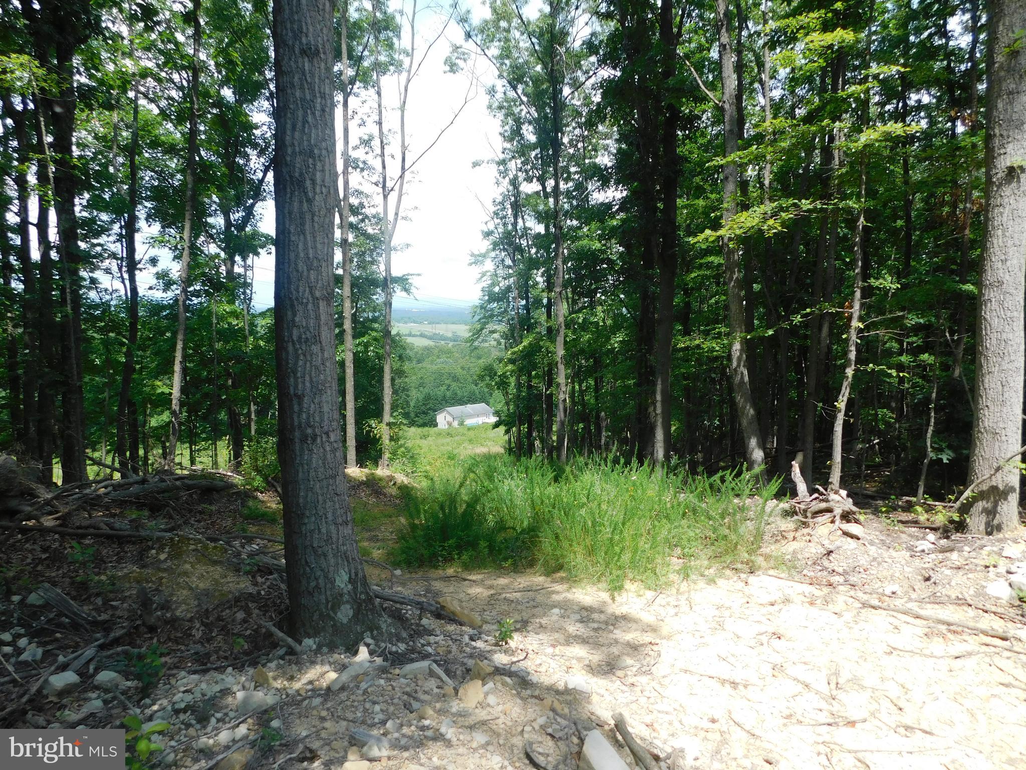 0 Larkin Ridge Road Front Royal, VA 22630 - Photo 14 of 14 a view of a forest filled with trees