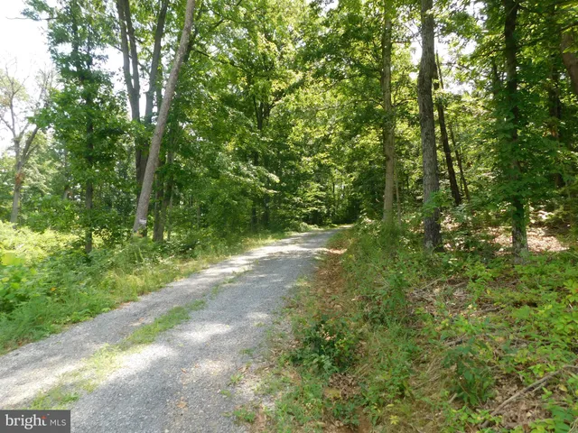 a view of a yard with plants and large trees