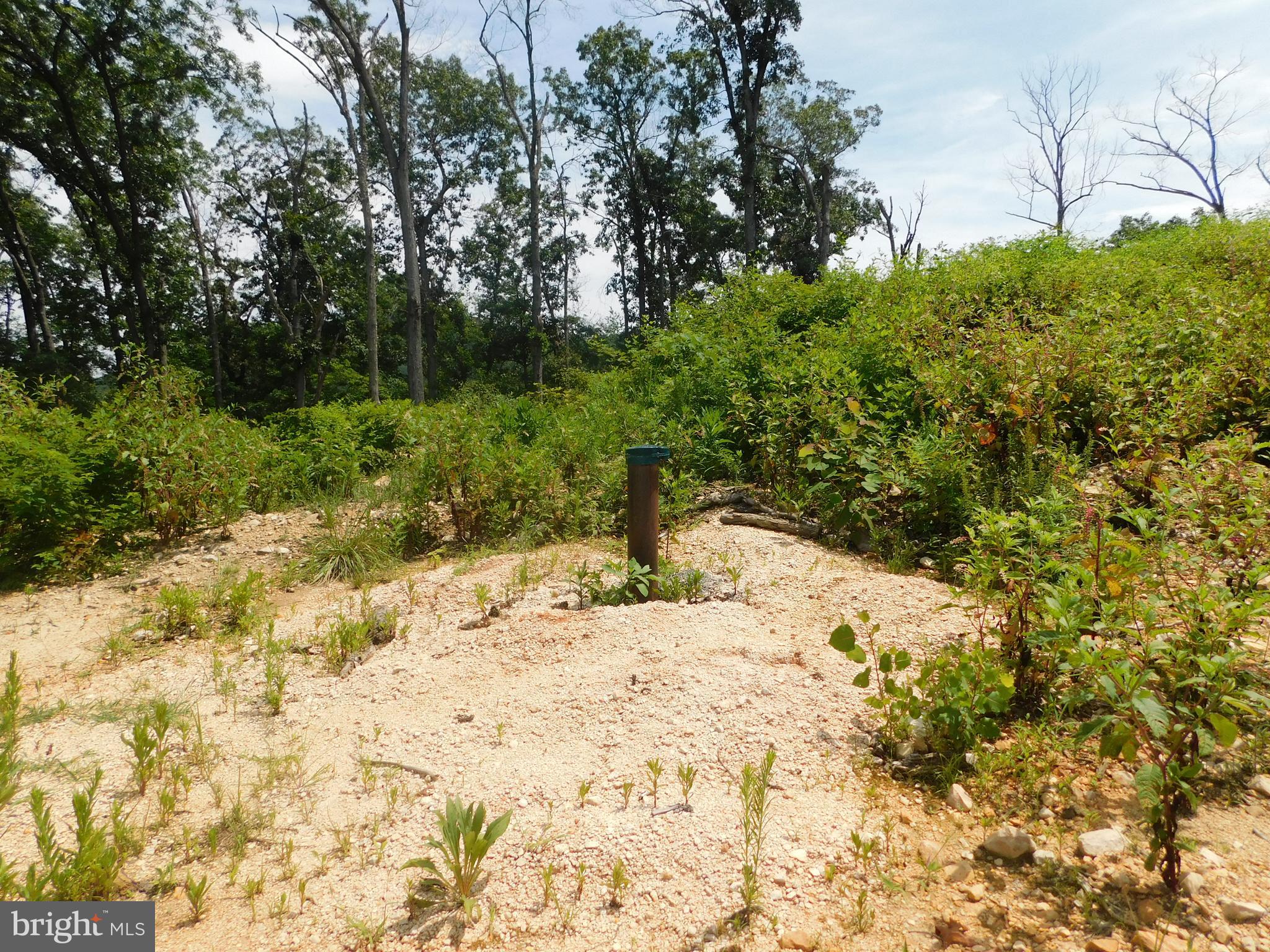 0 Larkin Ridge Road Front Royal, VA 22630 - Photo 5 of 14 a view of a yard with plants and trees