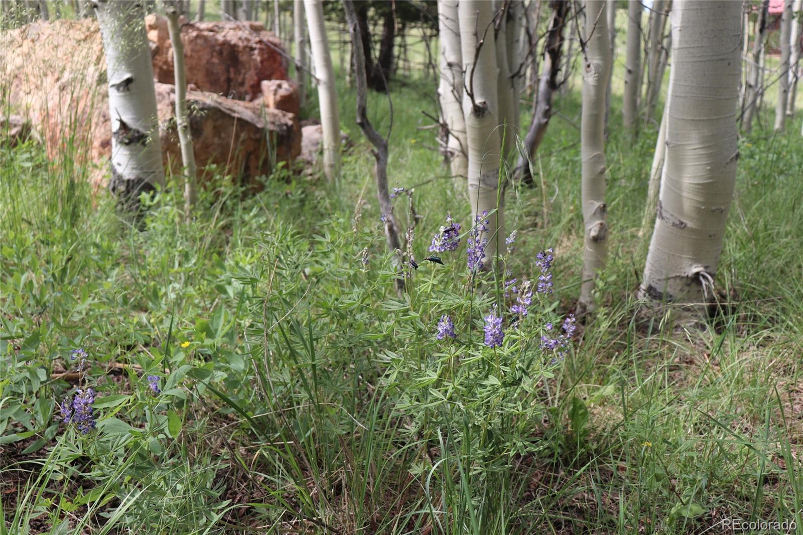 626 Kaufman Road Hartsel, CO 80449 - Photo 2 of 7 a backyard of a house with lots of green space