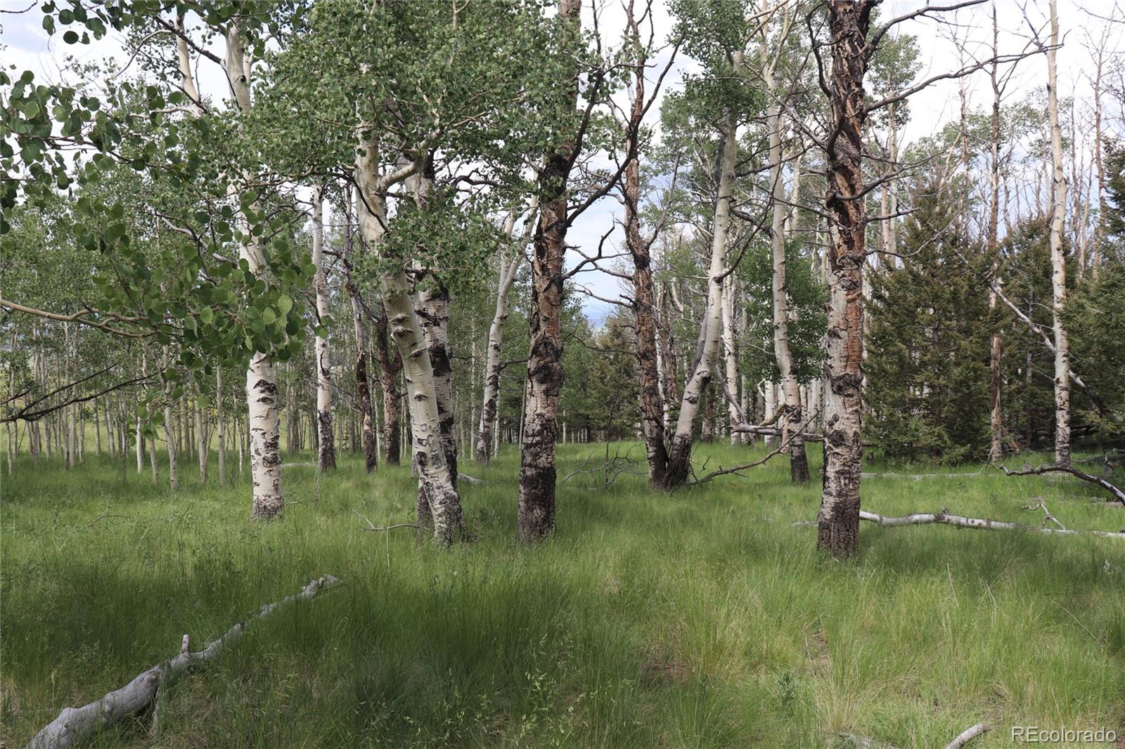 626 Kaufman Road Hartsel, CO 80449 - Photo 3 of 7 a view of a green field with lots of trees