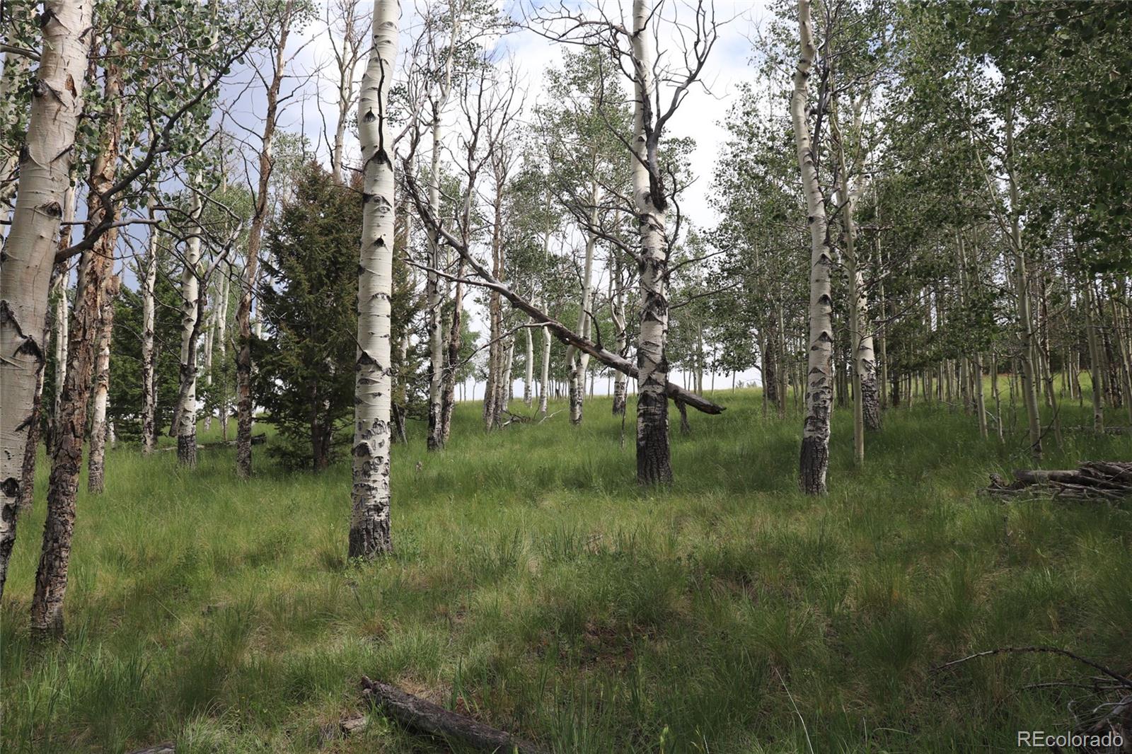 626 Kaufman Road Hartsel, CO 80449 - Photo 5 of 7 a view of a green field