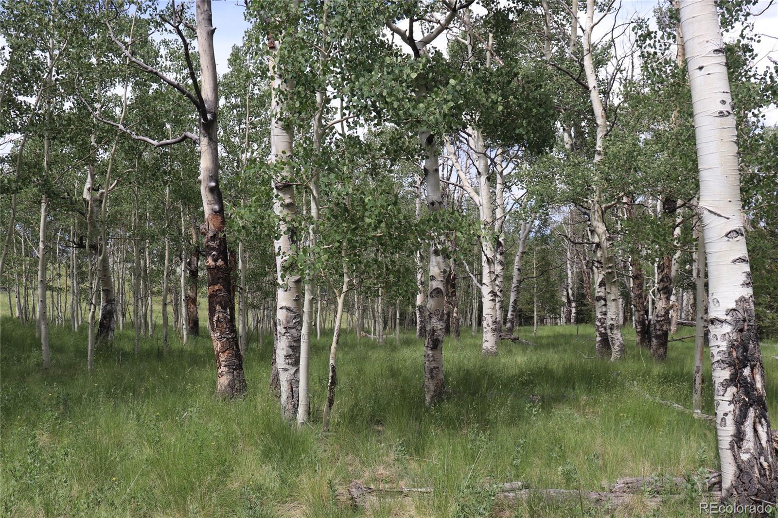 626 Kaufman Road Hartsel, CO 80449 - Photo 6 of 7 a view of a green field with a tree
