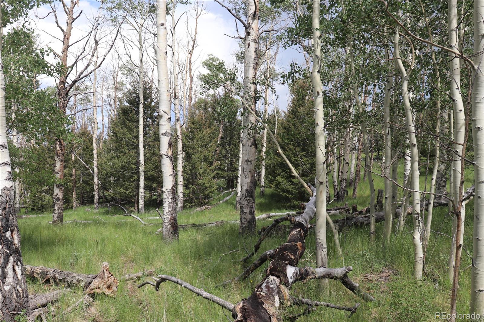 626 Kaufman Road Hartsel, CO 80449 - Photo 7 of 7 a view of lake background with trees