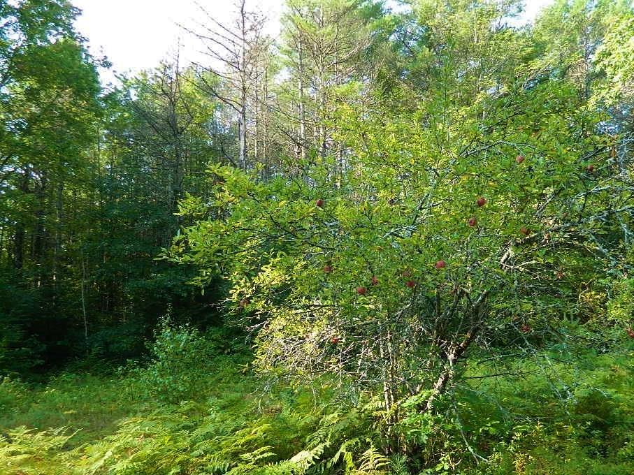 400 Pendexter Road Parsonsfield, ME 04047 - Photo 10 of 22 Old home sites make great new build...