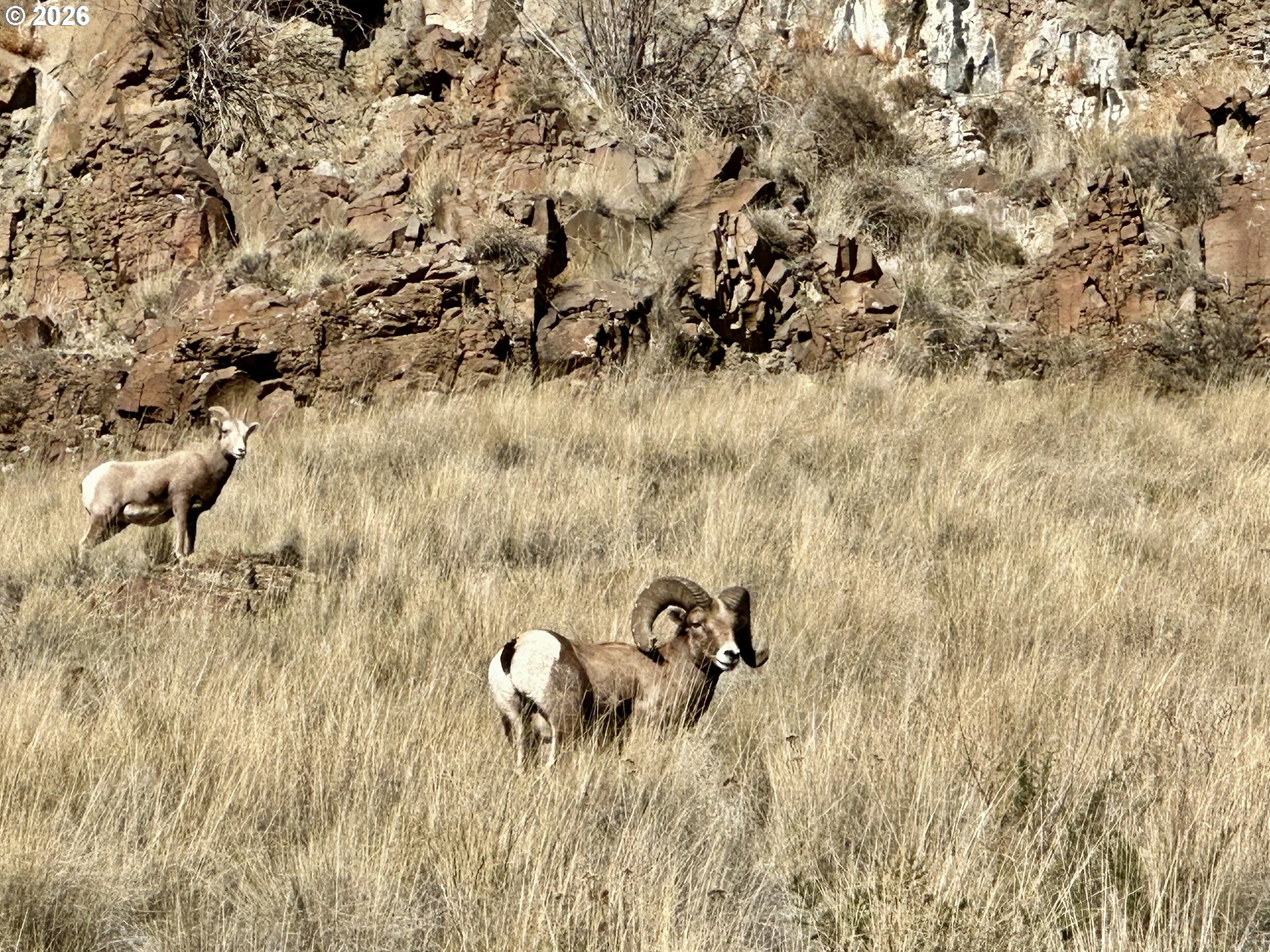 73720 Indian Creek Road Imnaha, OR 97842 - Photo 2 of 32