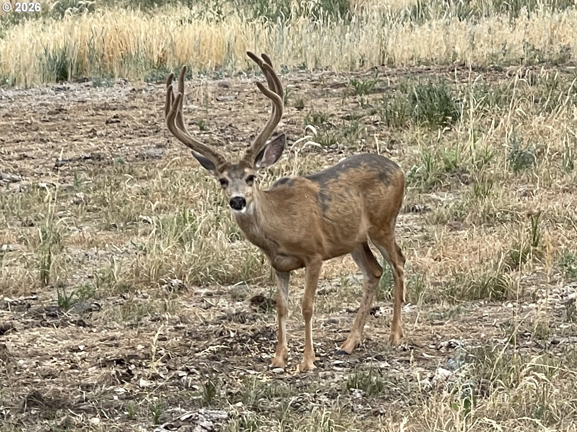 73720 Indian Creek Road Imnaha, OR 97842 - Photo 3 of 32