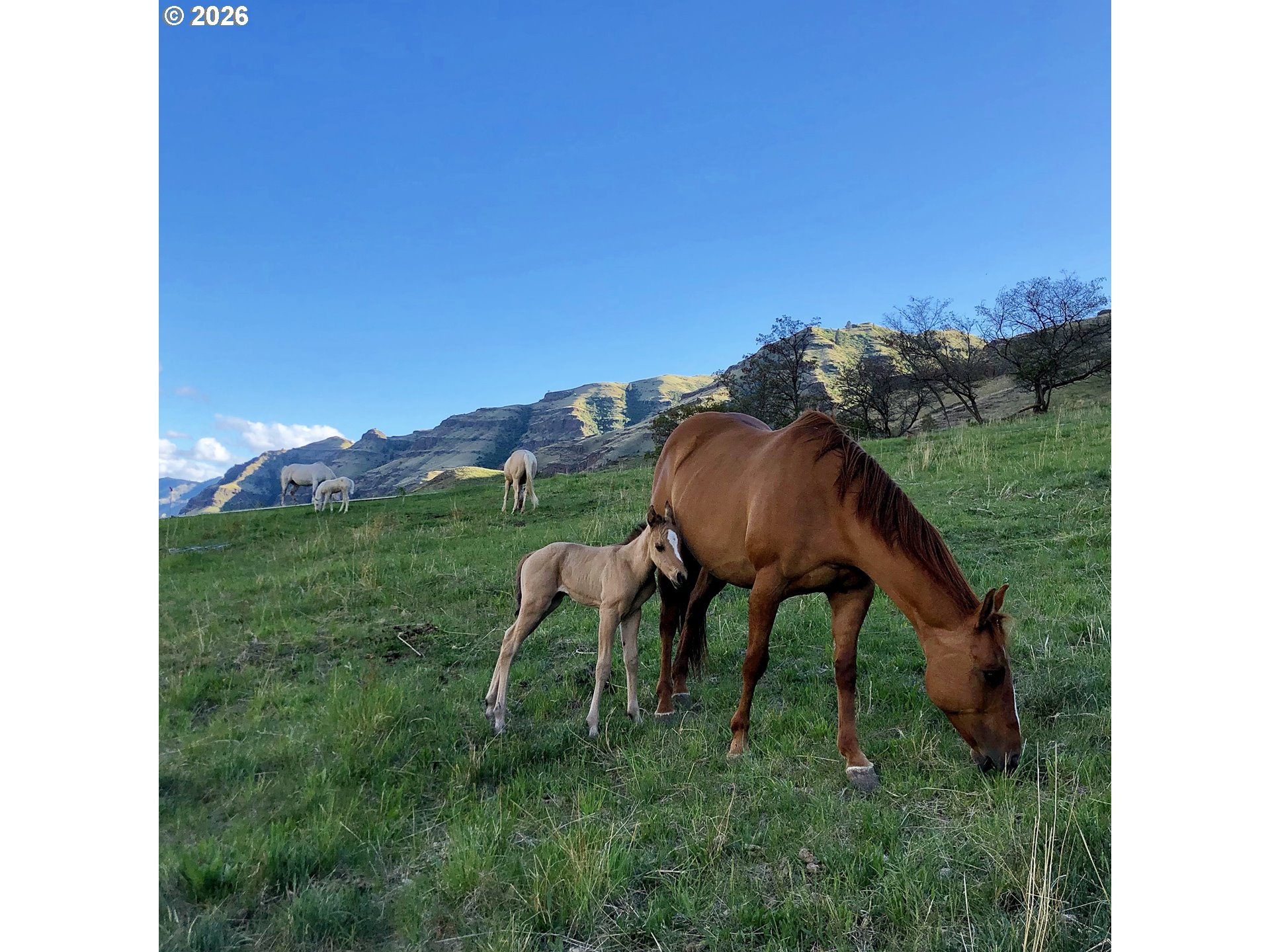 73720 Indian Creek Road Imnaha, OR 97842 - Photo 5 of 32