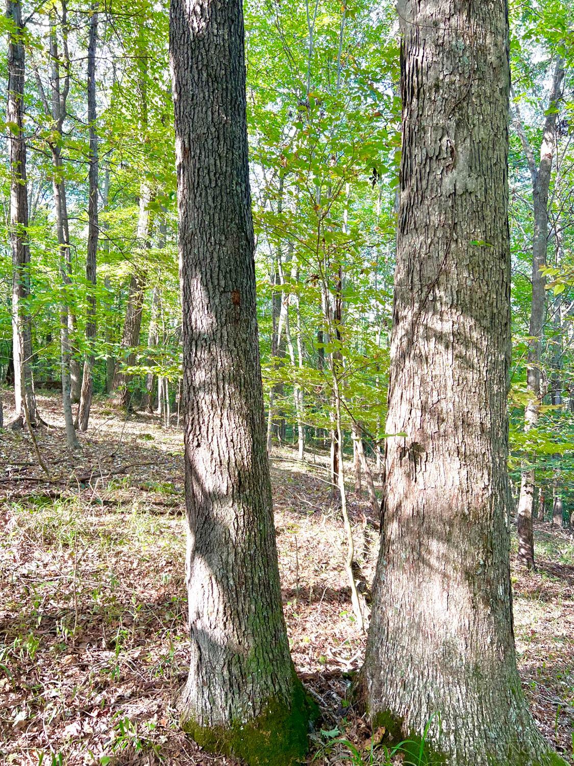 0 South Chenoweth Fork Road Piketon, OH 45661 - Photo 7 of 95