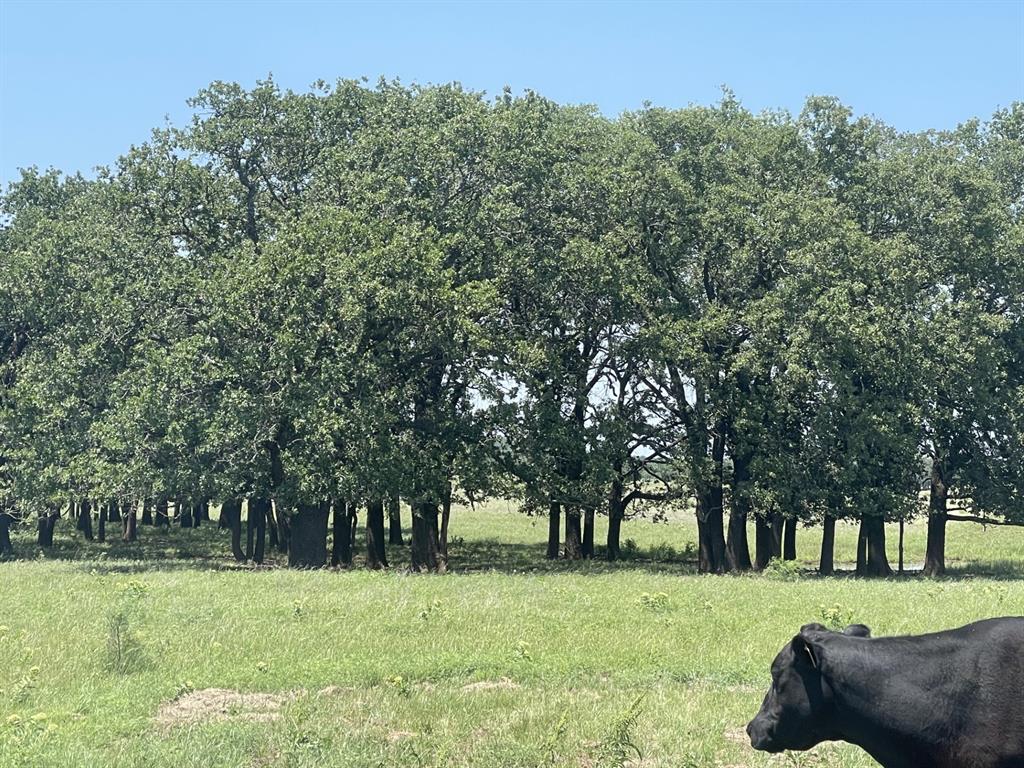 4730 Bugscuffle Road Bowie, TX 76230 - Photo 2 of 6 a view of a trees in a park