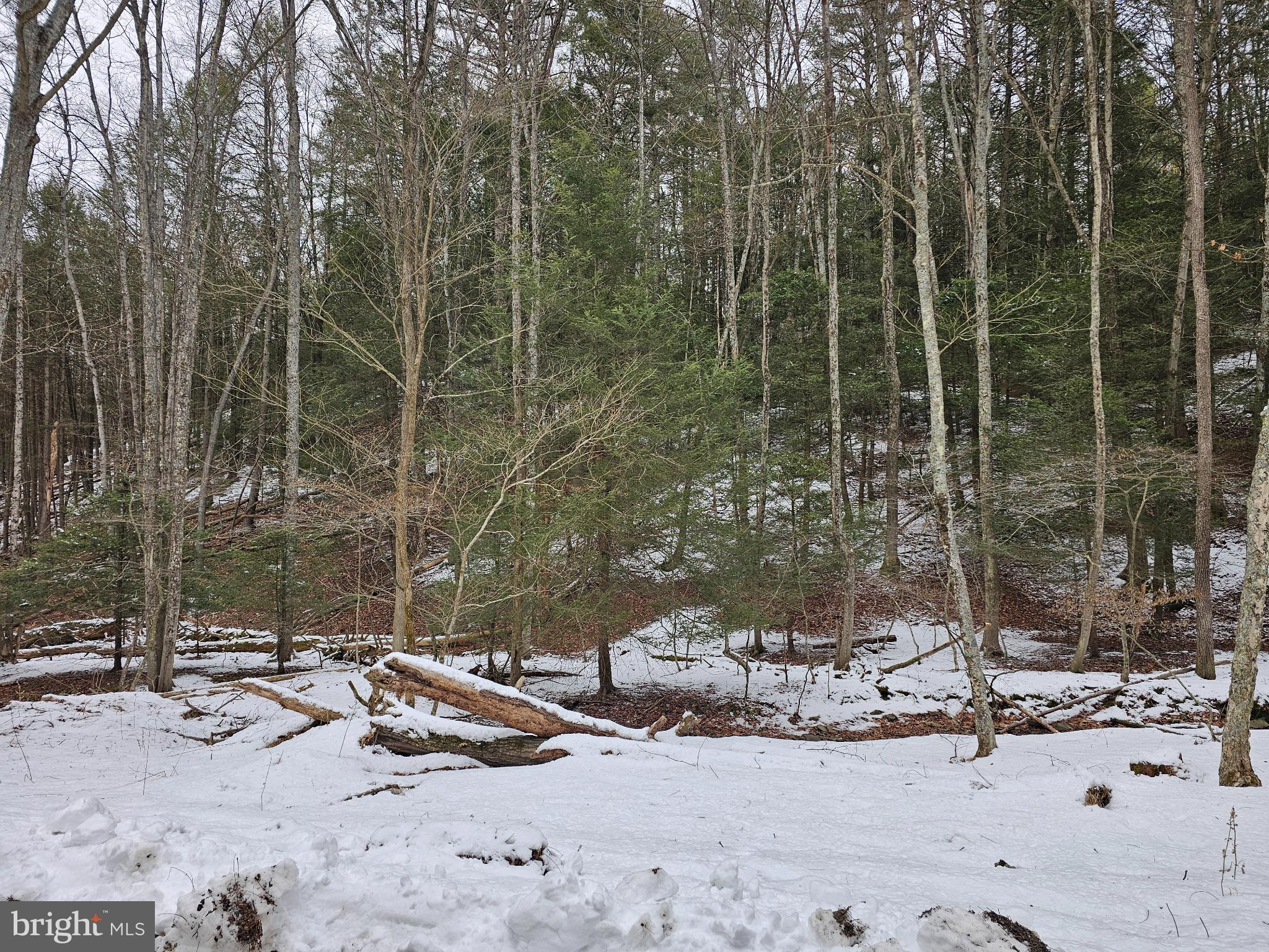 0 Spriggle Road Elliottsburg, PA 17024 - Photo 7 of 18 Winter's embrace in a tranquil forest scene.