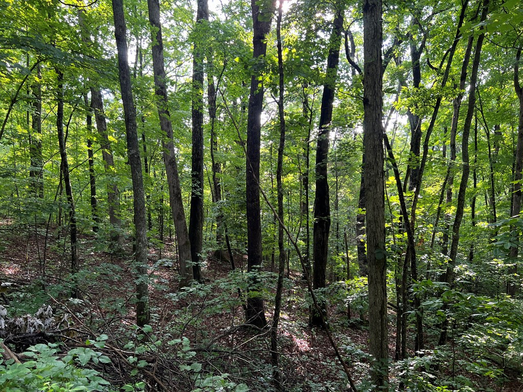 0 Laurel Drive Marble, NC 28905 - Photo 2 of 42