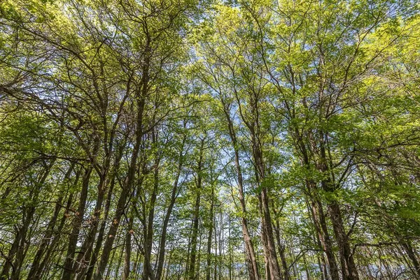 $800,000 | Tbd Sorenson Lake Road, Merrifield, MN 56465