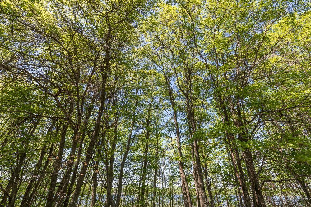 Tbd Sorenson Lake Road Merrifield, MN 56465 - Photo 21 of 26