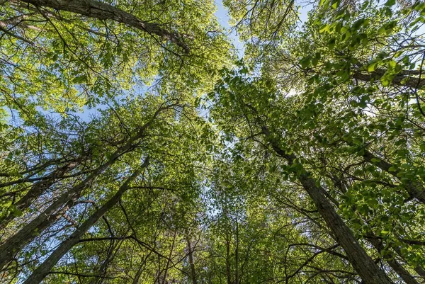 $800,000 | Tbd Sorenson Lake Road, Merrifield, MN 56465