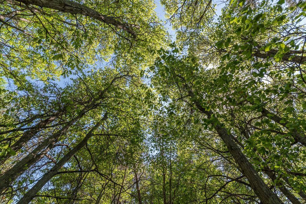 Tbd Sorenson Lake Road Merrifield, MN 56465 - Photo 23 of 26