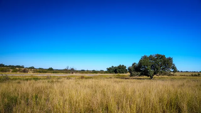 a view of lake and trees