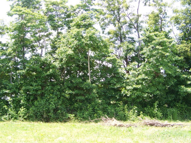 Lot 2 Chapel Hills Road Boone, NC 28607 - Photo 4 of 5 Gallery Image 4