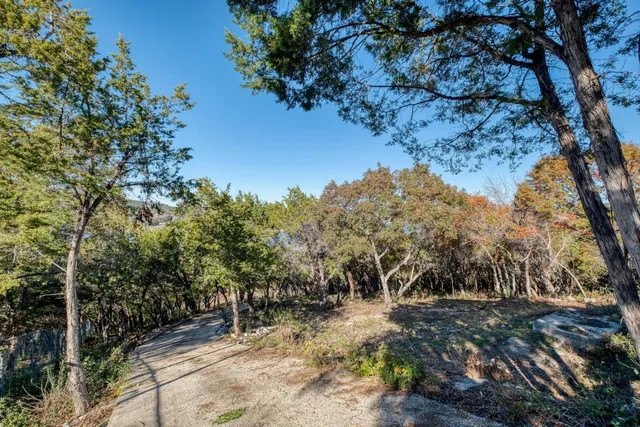 a view of a forest with trees in the background