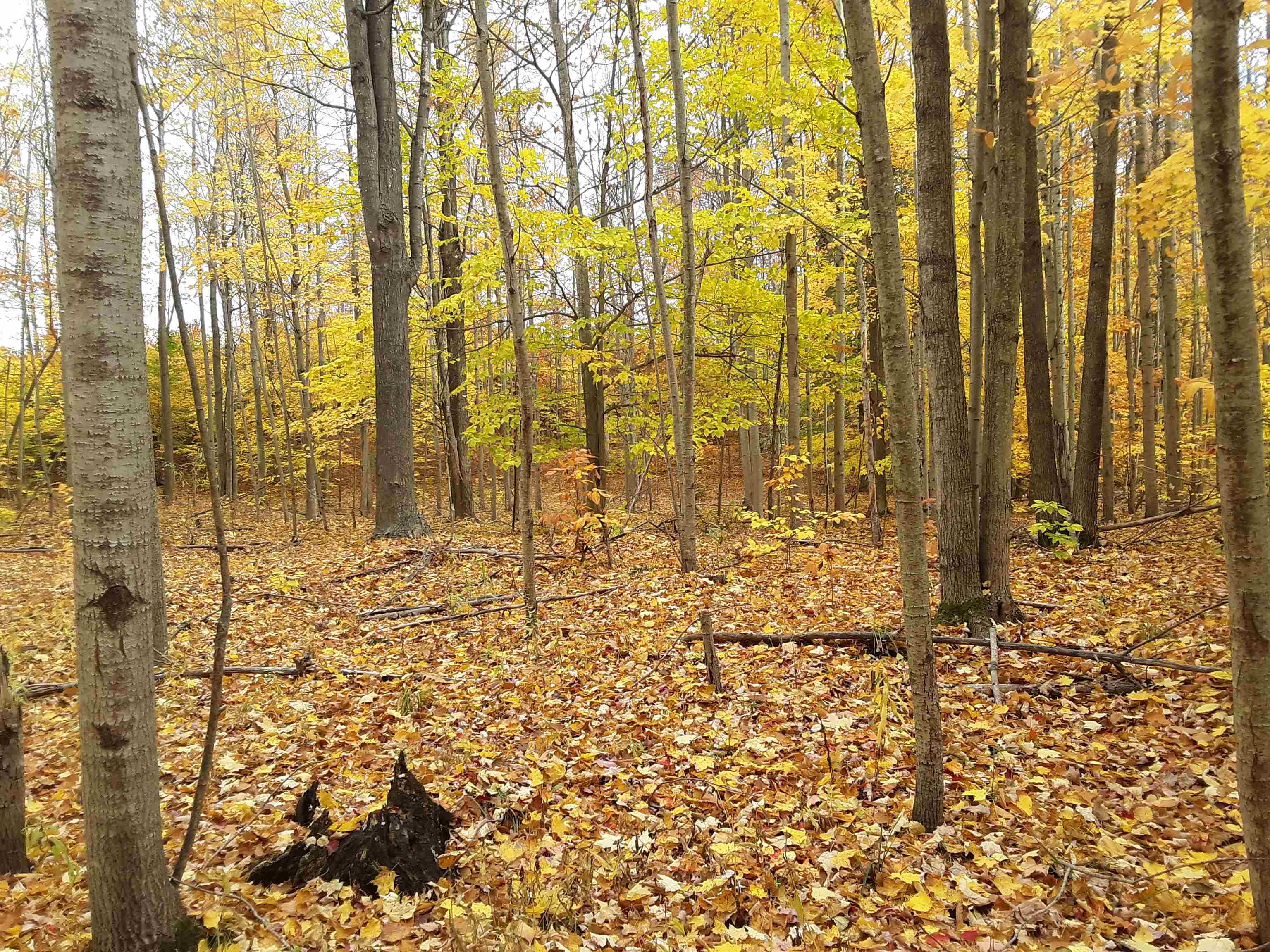 North Everett Road Harrisville, MI 48740 - Photo 46 of 62 Gallery Image 46