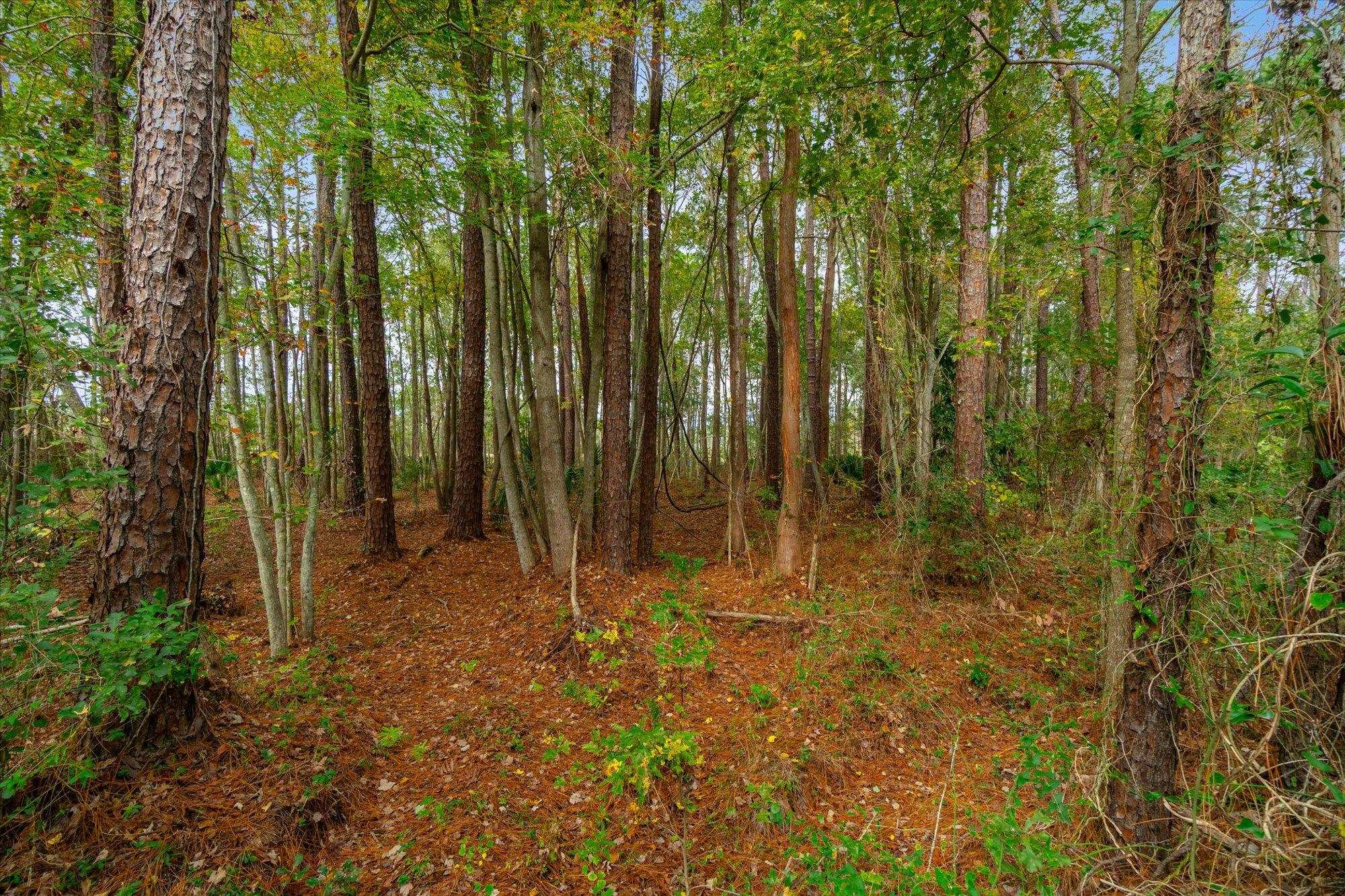 0 Splendora Lane Jacksonville, FL 32219 - Photo 7 of 17 a view of outdoor space and trees