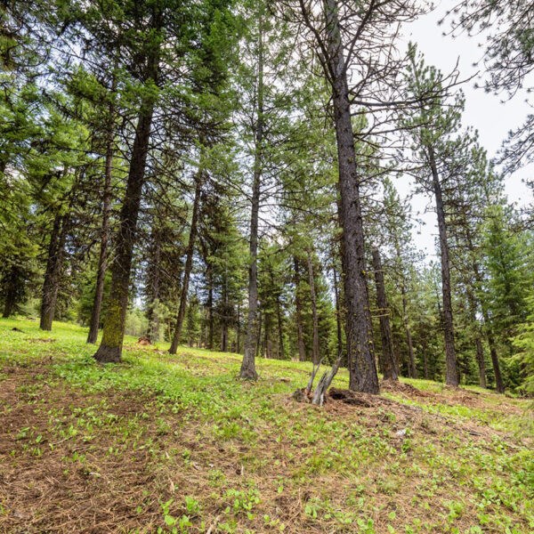 Lot 8 To Be Determined, Unit 8 McCall, ID 83638 - Photo 2 of 2