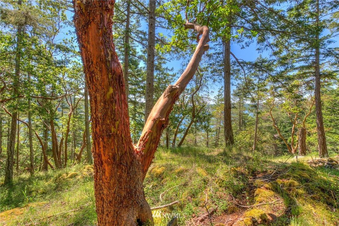 558 Old Farm Road Orcas Island, WA 98280 - Photo 14 of 24 Gallery Image 14