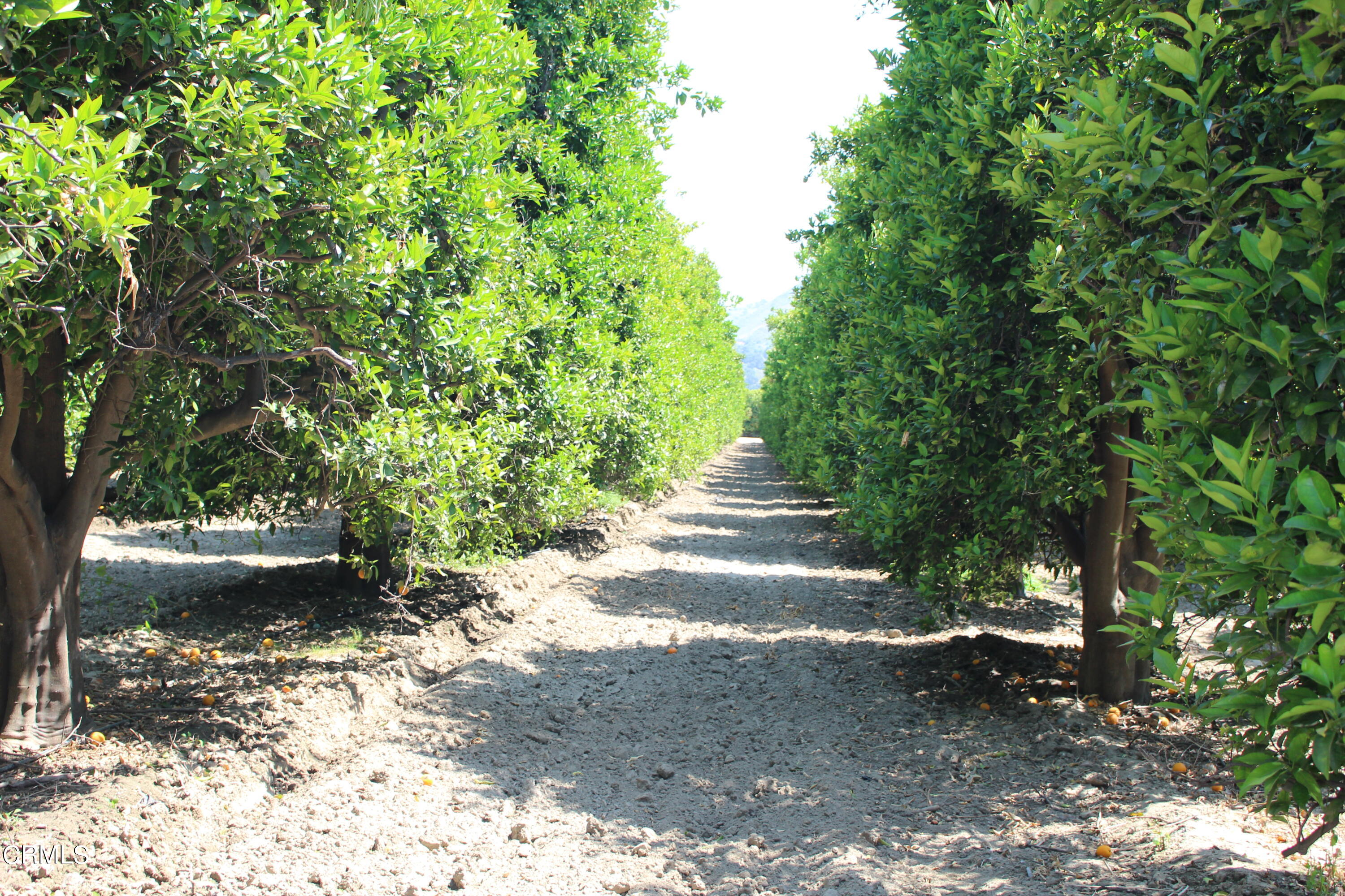933 Riverside Avenue Fillmore, CA 93015 - Photo 8 of 11 a view of a yard with trees