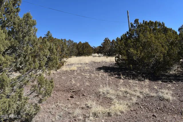 a view of a yard with a tree