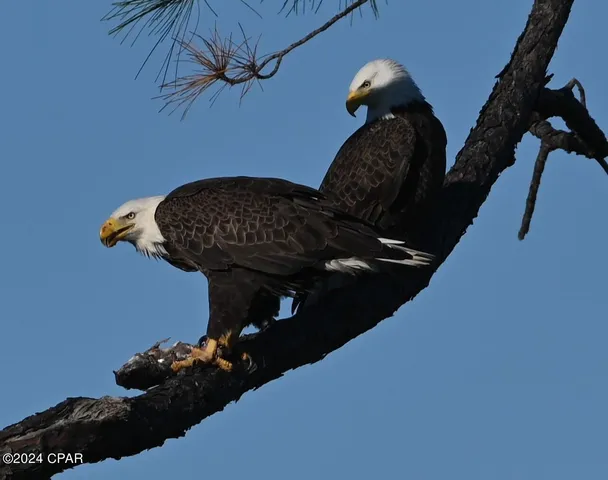 $1,499,900 | 506 Radcliff Avenue, Lynn Haven, FL 32444