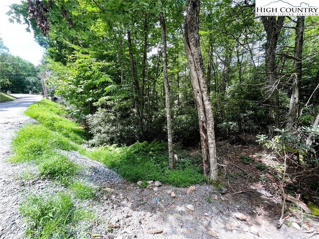 a view of a forest with trees