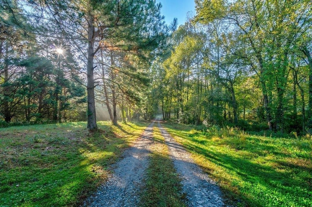 a view of a yard with a tree