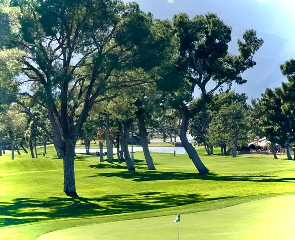 a view of street with flower plants and large trees