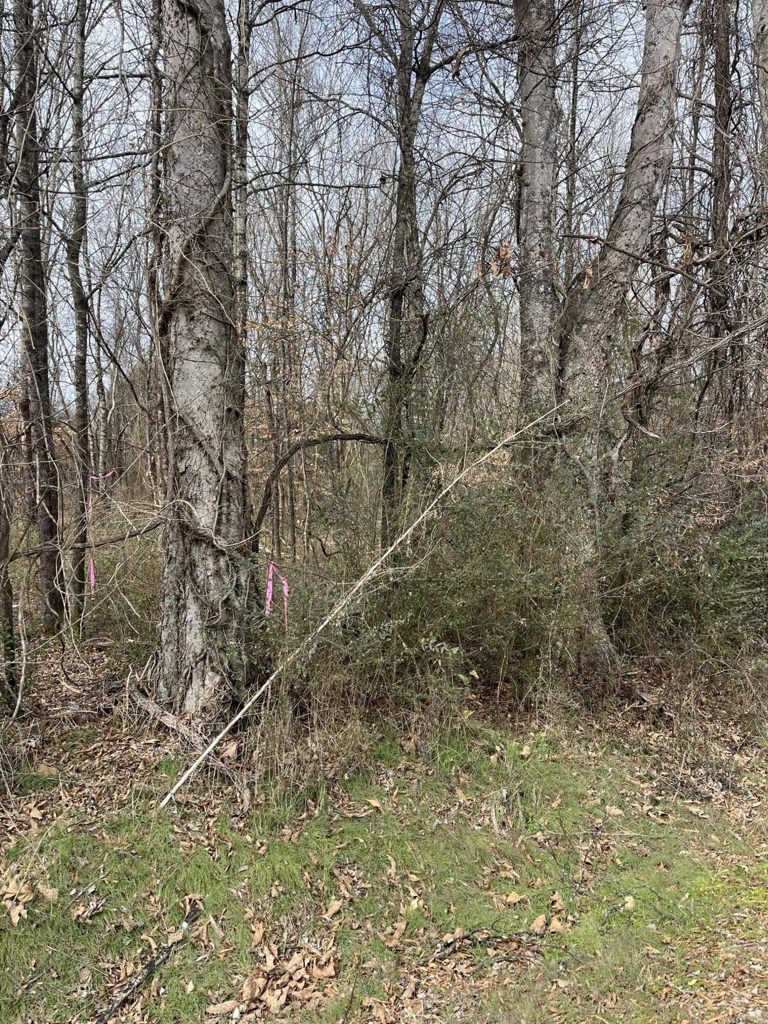 2 Tennessee 304 Decatur, TN 37322 - Photo 2 of 3