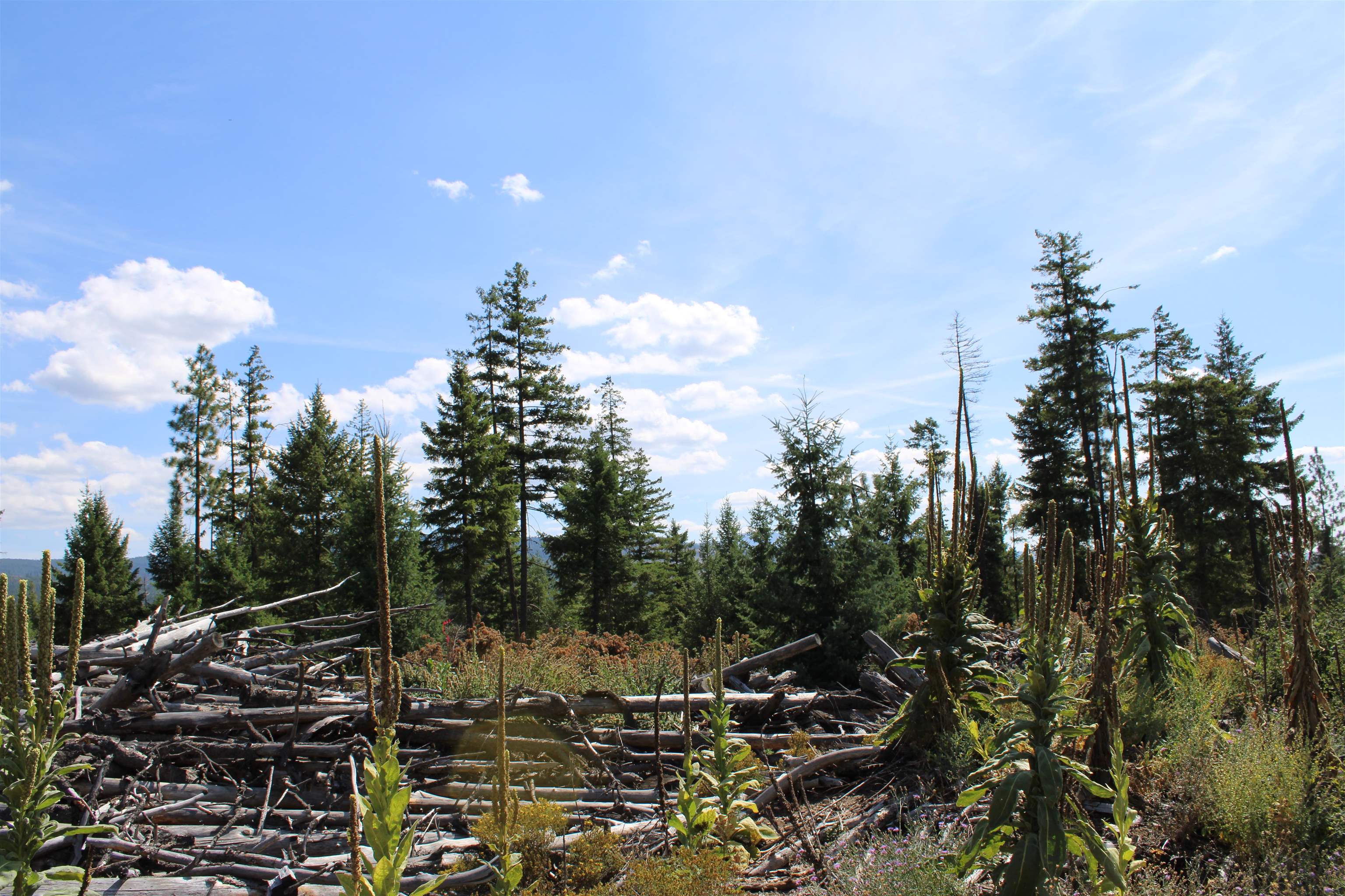 Xxx Ellery Ranch Road Elk, WA 99009 - Photo 12 of 16 Gallery Image 12