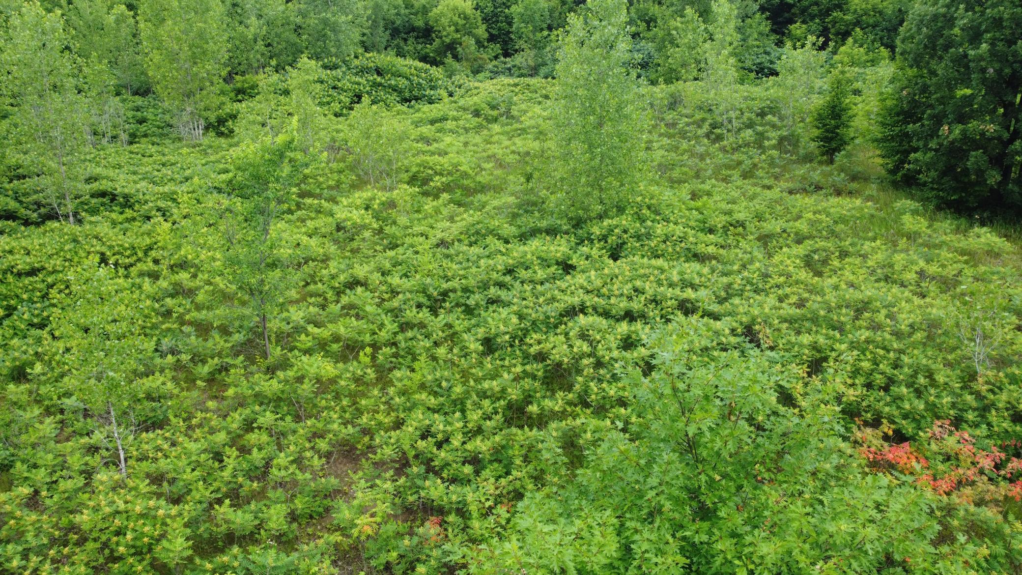 Tbd Tbd Long Lake Ottertail, MN 56571 - Photo 12 of 15