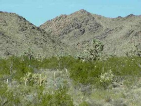 Cal Rd Cal Road Yucca, AZ 86438 - Photo 1 of 3 Primary Photo