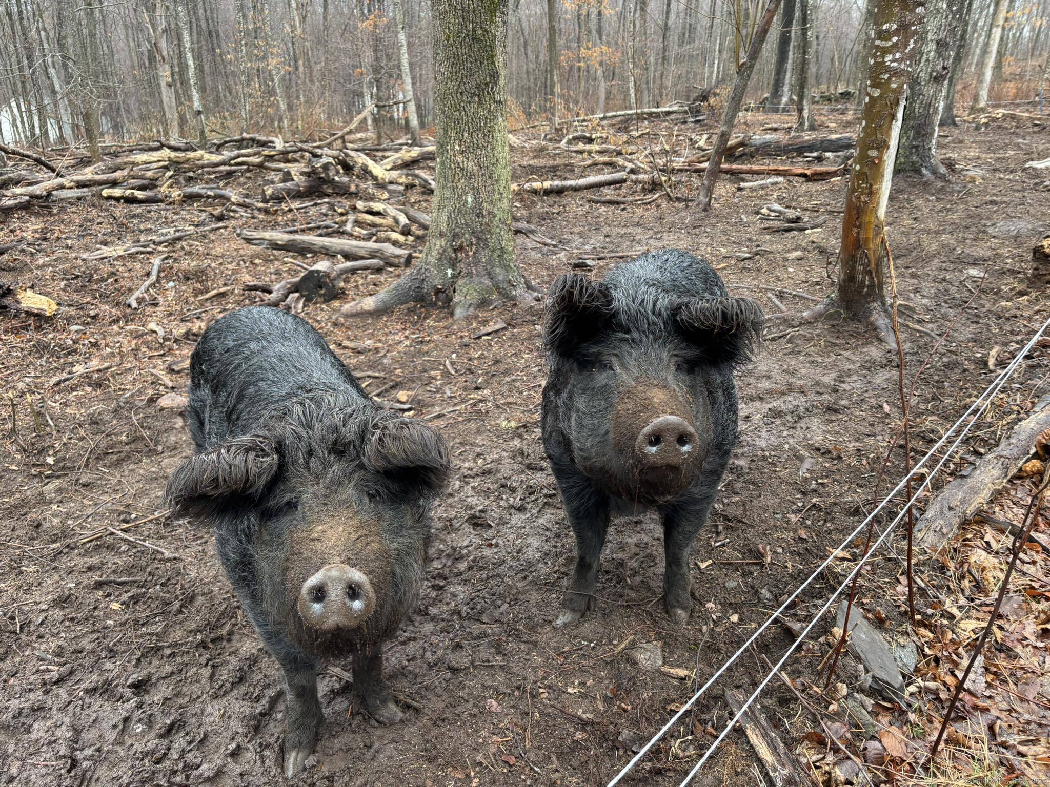 64 Whippoorwill Road Old Lyme, CT 06371 - Photo 4 of 8