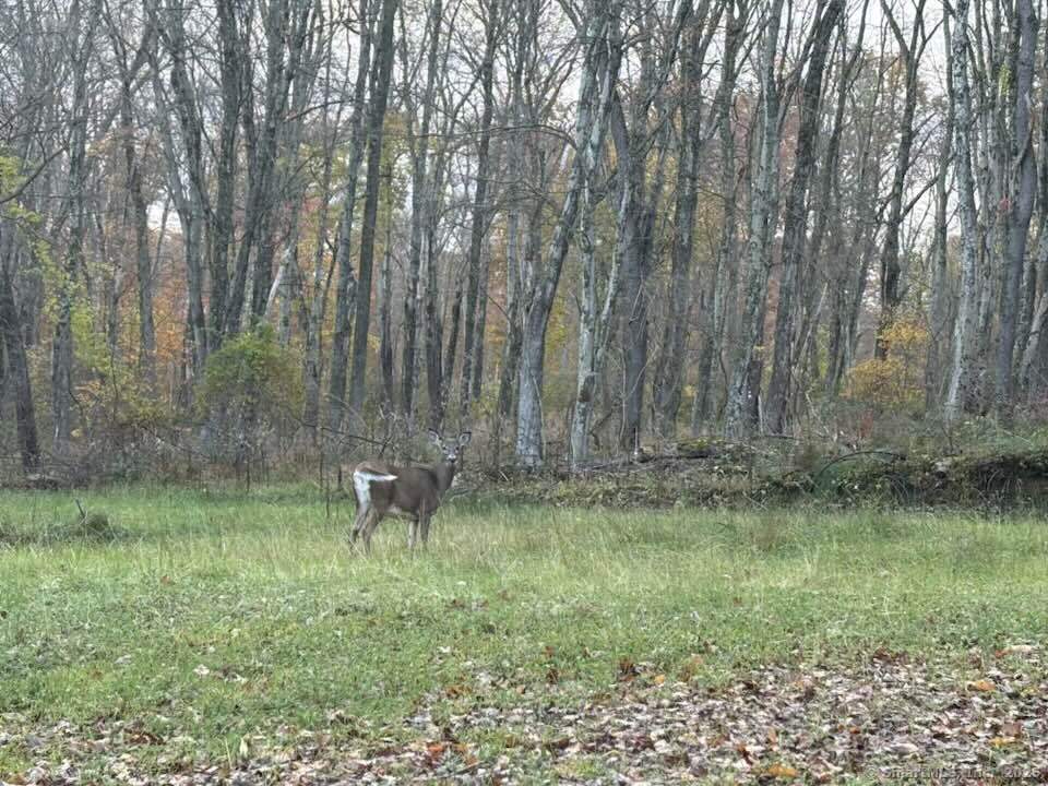 64 Whippoorwill Road Old Lyme, CT 06371 - Photo 6 of 8 a backyard of a house with table and chairs