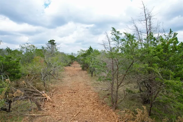 a view of a forest with trees in the background