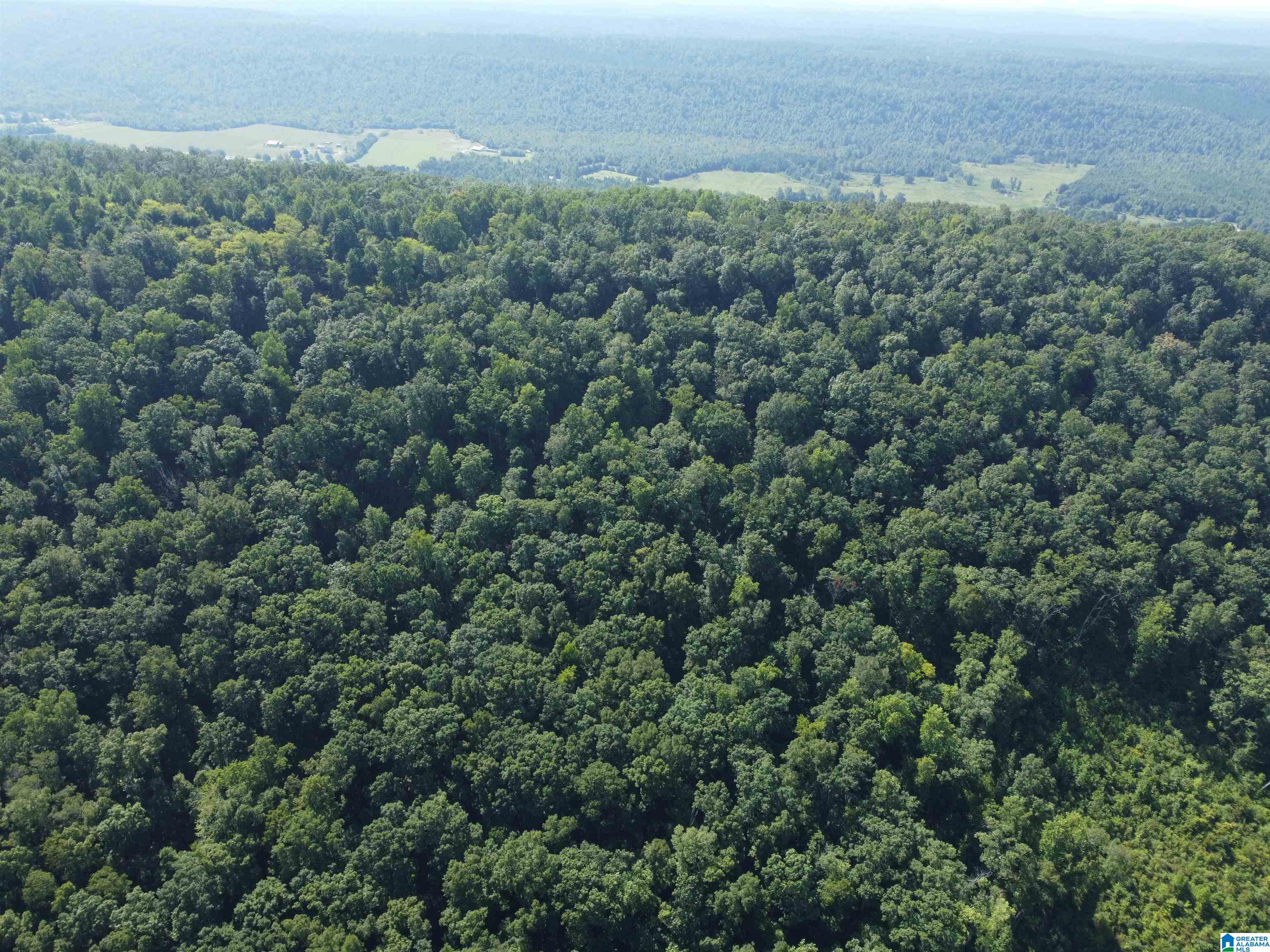 0 Beaver Mountain Road Ashville, AL 35953 - Photo 11 of 40