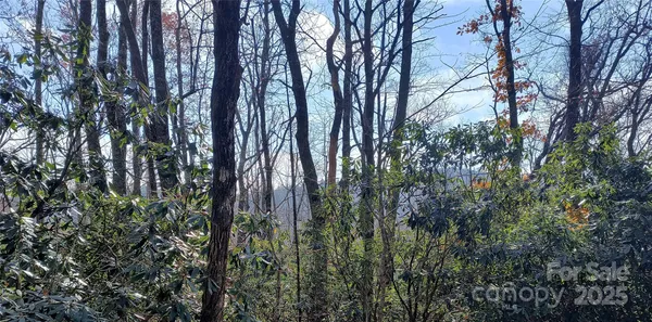 a view of forest