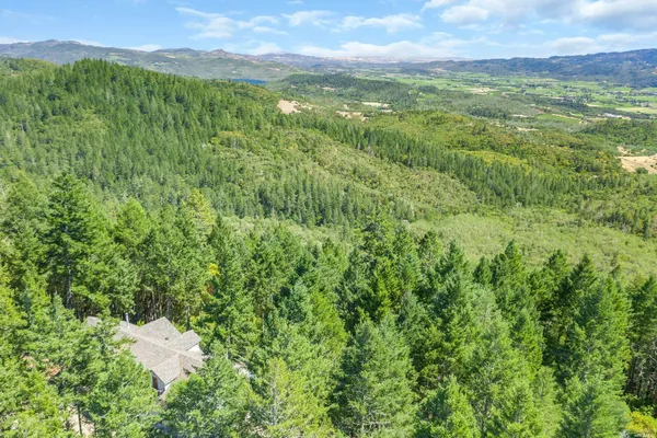 a view of a lush green forest with trees in the background