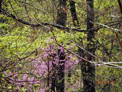 849 Pinecrest Road Jacksboro, TN 37757 - Photo 25 of 31 Additional Photo