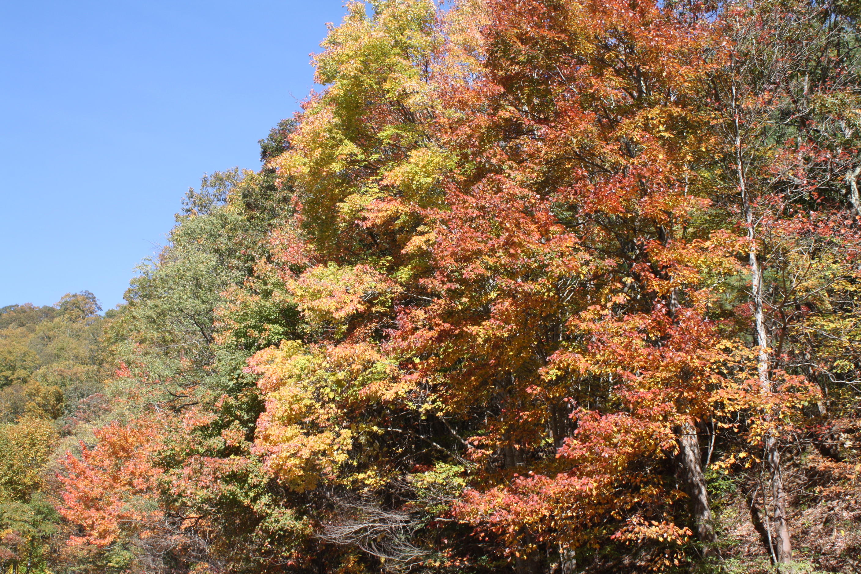 Beech Run Road Jumping Branch, WV 25969 - Photo 1 of 45 Gallery Image 1