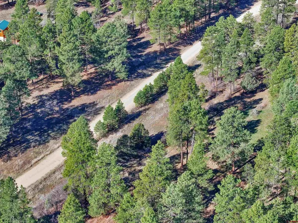 a picture of trees