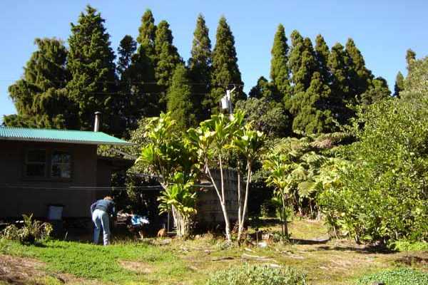 19-4816 Wright Road Volcano, HI 96785 - Photo 5 of 9 Gallery Image 5
