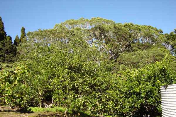 19-4816 Wright Road Volcano, HI 96785 - Photo 6 of 9 Gallery Image 6