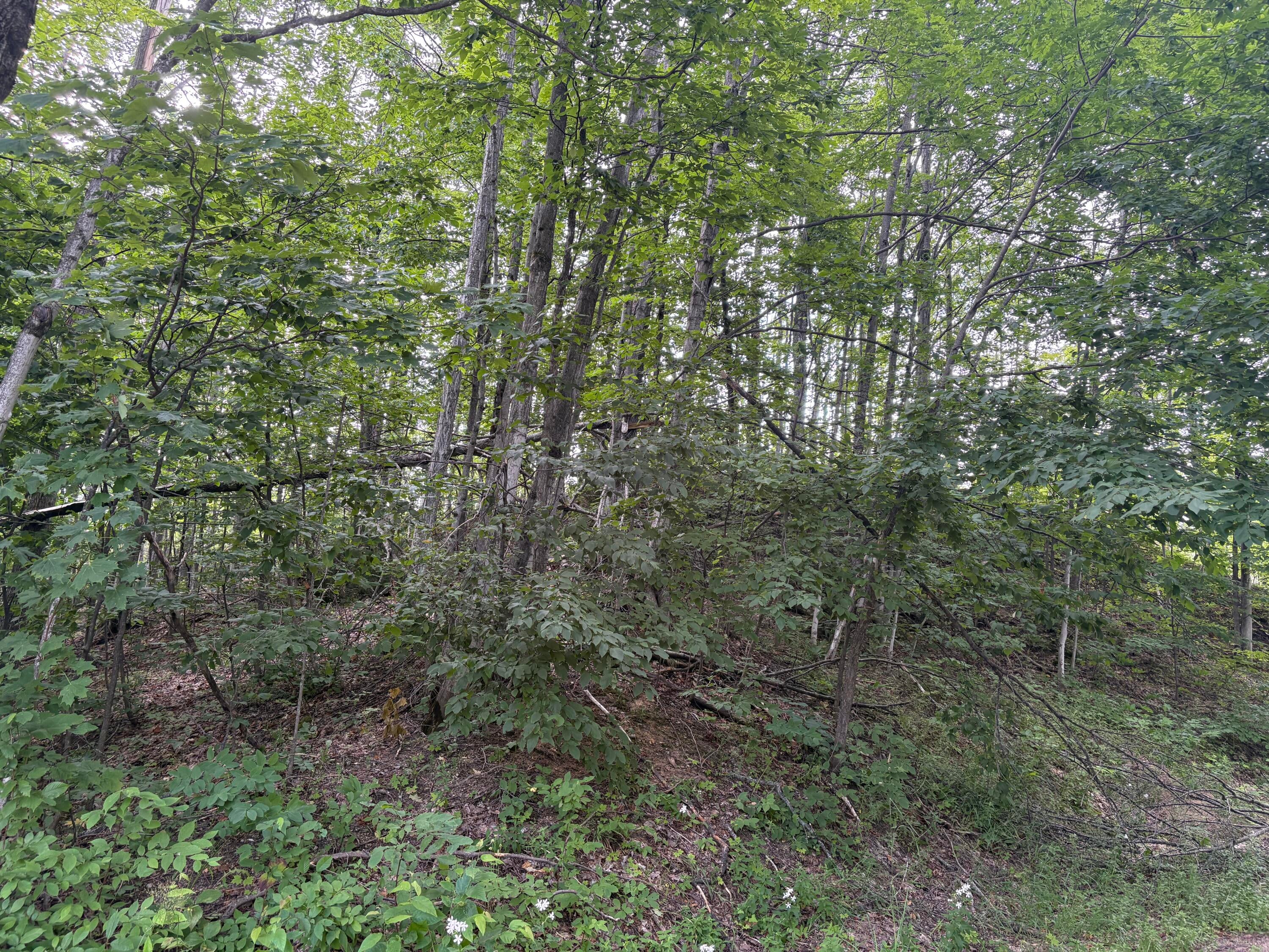 Mt Jack Road Elmira, MI 49730 - Photo 7 of 9 Woods view 2